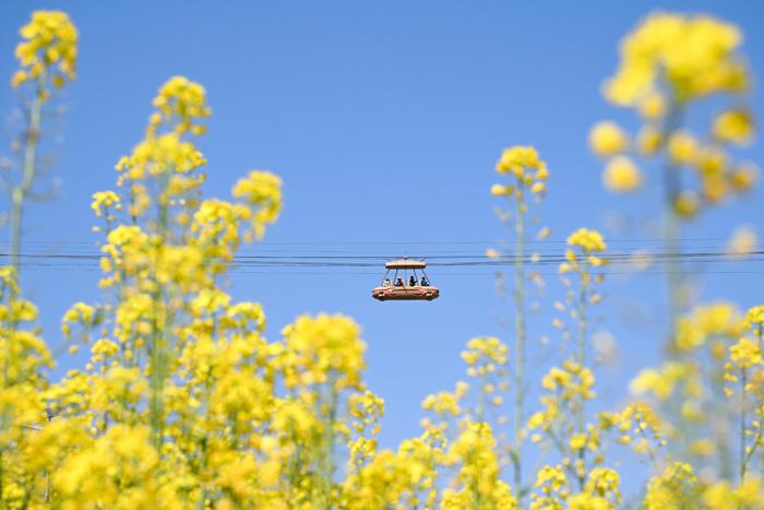 赏春花、品春菜 重庆民众邂逅春日浪漫