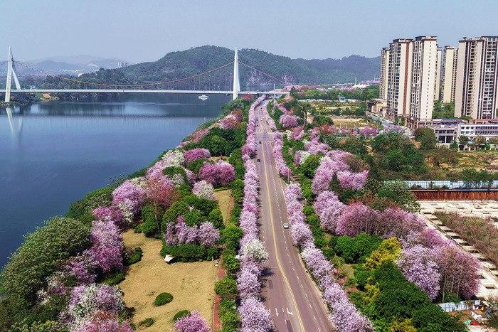 广西柳州洋紫?；ɑ婢痛喝绽寺?>
     <p>广西柳州洋紫?；ɑ婢痛喝绽寺?/p>
</a><a href=