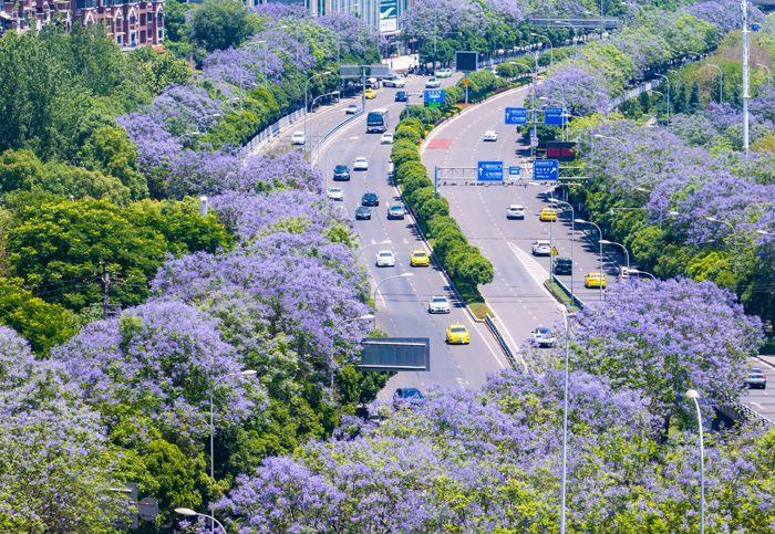 重庆蓝花楹盛开 城市道路变身“紫色花?！?>
     <p>重庆蓝花楹盛开 城市道路变身“紫色花?！?/p>
</a><a href=