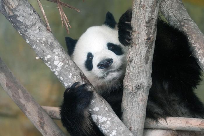 成都大熊猫憨态可掬