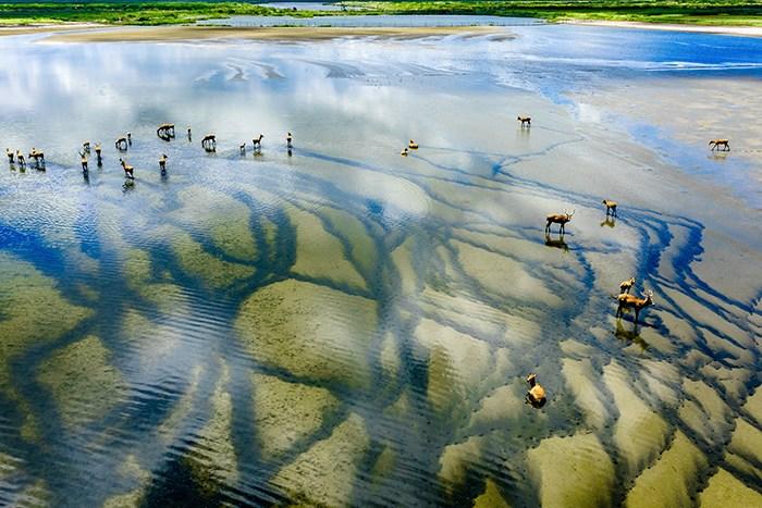 江苏东台条子泥湿地风光美如画