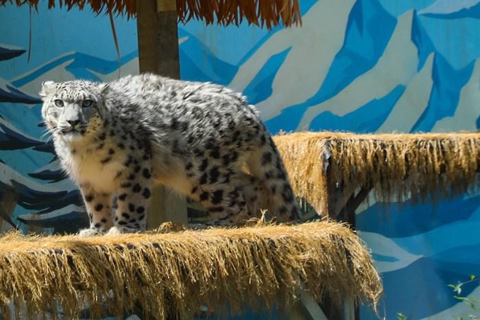 青海西宁：网红雪豹“凌小蛰”康复训练引关注