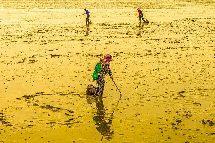 渔民退潮采拾海产品如行画中