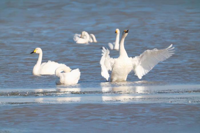 秋日的科尔沁湿地公园：候鸟栖息游弋