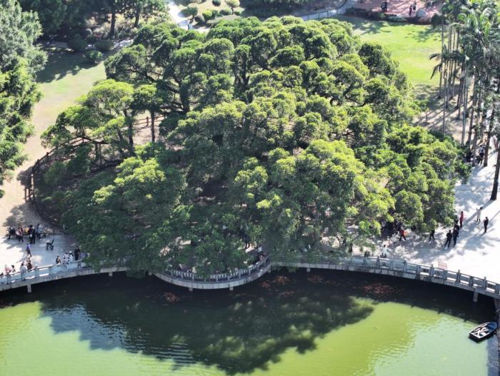 榕城“榕树王”独木成林 冠幅达1330平方米