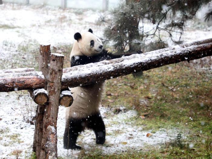 陕西西安：秦岭大熊猫雪中玩耍