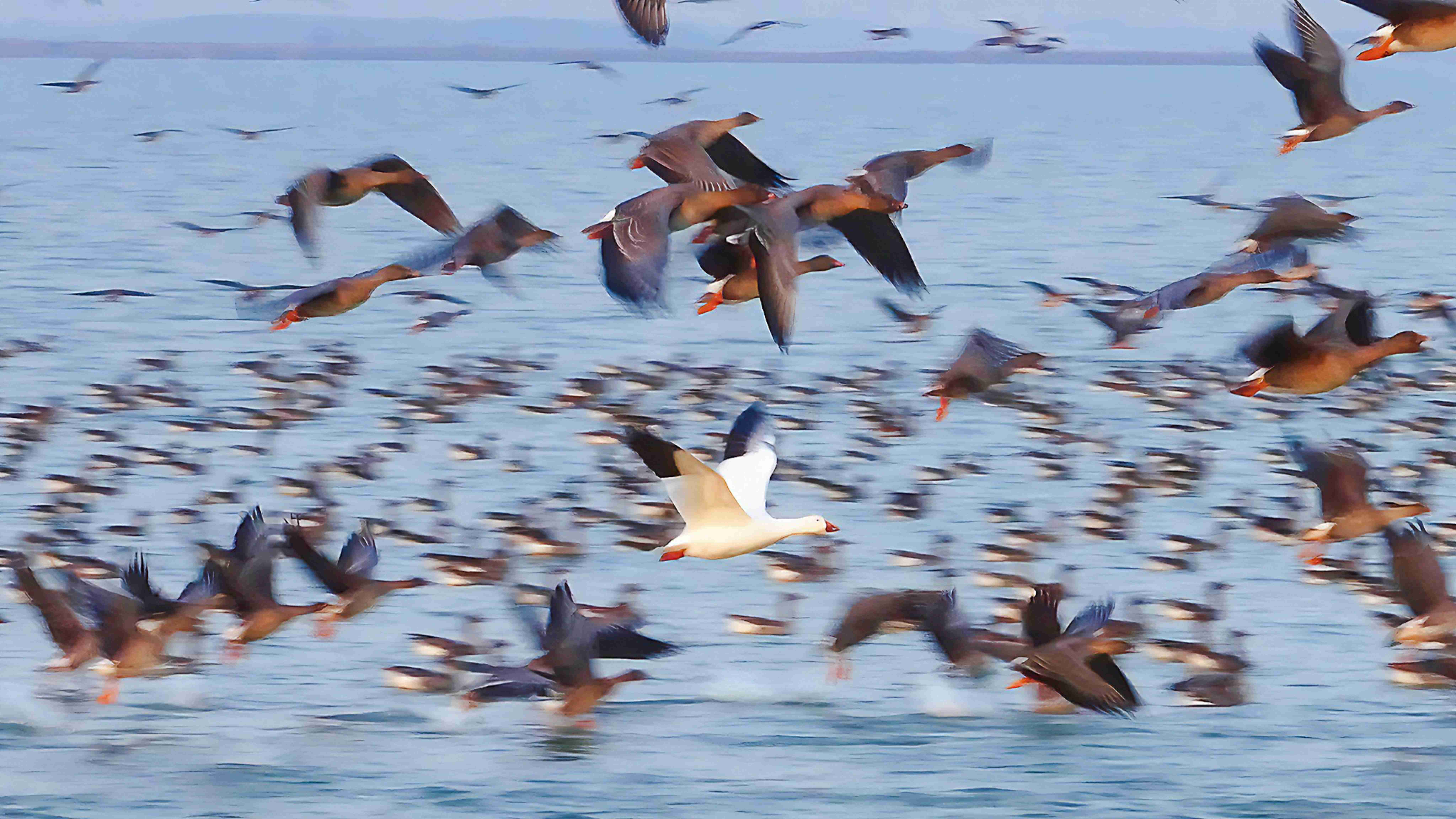 增至335种！衡水湖首次记录到国内罕见鸟类雪雁