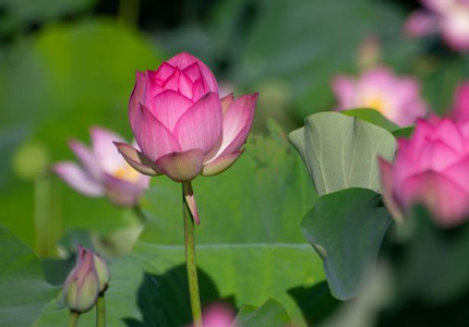 端午假期?？诎倌逗苫ㄕ婪乓屠? /></a></li>		<li><a href=