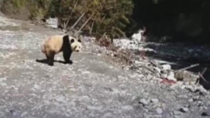 村民与野生大熊猫“不期而遇”