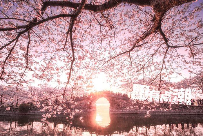 无锡：群“?！避鲚?邂逅春日浪漫“?！痹?