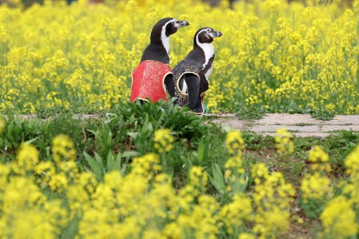 惬意！南京海底世界洪氏环企鹅户外踏青“享”春光