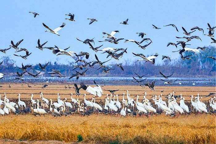鄱阳湖迎越冬候鸟高峰 百鸟群舞绘生态画卷